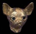 Smooth Chihuahua Large Head with Sapphire Eyes 